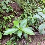 Daphne pontica Hoja