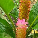 Curcuma longa Leaf