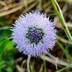 Globularia bisnagaricaFlower