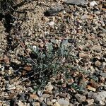 Astragalus layneae Hábito
