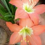 Hippeastrum puniceum 葉