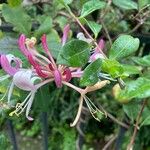 Lonicera periclymenumFlor