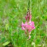 Onobrychis arenaria Kukka