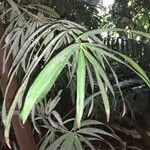 Afrocarpus mannii पत्ता