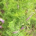 Vicia tenuifolia 整株植物