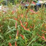 Lobelia laxifloraFlower