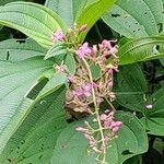 Oxyspora paniculata Blatt