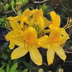 Rhododendron calendulaceum Flower