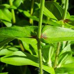 Zinnia elegans Лист