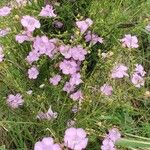 Agalinis purpurea Plante entière