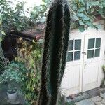 Pilosocereus leucocephalus Bark