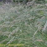 Agrostis curtisii その他の提案