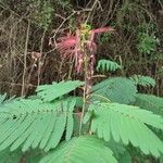 Calliandra houstoniana പുഷ്പം