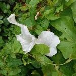 Convolvulus sepiumFlower