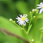 Symphyotrichum laeve फूल