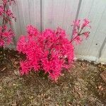 Nerine undulata Flower