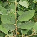 Grewia bicolor Leaf