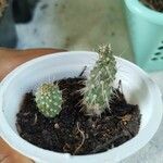 Cylindropuntia fulgida Folha