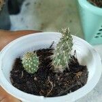 Cylindropuntia fulgida Листок