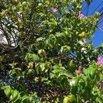 Cryptostegia madagascariensis Habit