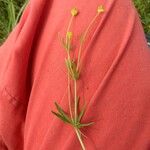 Ranunculus auricomusFlower