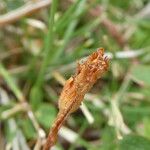 Saxifraga exarata Fruto