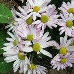 Chrysanthemum zawadzkii Fiore