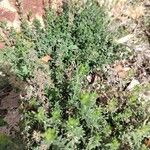 Thymus herba-baronaLeaf