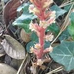 Orobanche hederae Habit