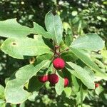 Ilex mucronata Fruit