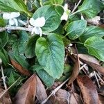 Viola blanda Leaf