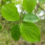 Cornus masLapas