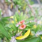 Euphorbia delphinensis Flower