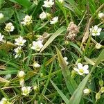 Sagina glabra Otro