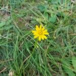 Scorzoneroides autumnalis Flower