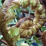 Dryopteris crassirhizoma Leaf