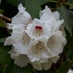 Rhododendron sikangense Flower