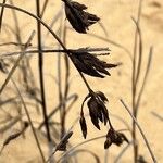 Bolboschoenus maritimus Lehti