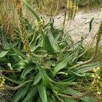 Plantago maritima 葉