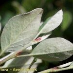 Cotoneaster uniflorus Yaprak