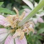 Monarda punctata Blomst