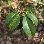 Kalmia latifoliaLapas