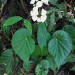 Begonia urophylla Alkat (teljes növény)