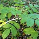 Juglans cinerea Leaf