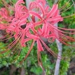 Lycoris radiata Flor