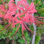 Lycoris radiata Blomst