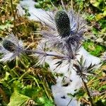 Eryngium alpinumŽiedas