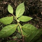 Ocotea leucoxylon Leaf