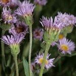 Erigeron atticus Квітка