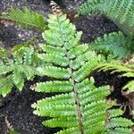 Polystichum braunii برگ